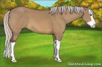 Horse Color:Silver Bay Dun Splash 