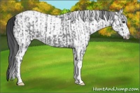 Horse Color:Blue Ice Roan  and White Spotted Black Ice 