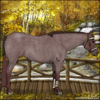Horse Color:Chocolate Blue Roan 