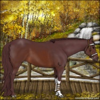 Horse Color:Chocolate Brown 