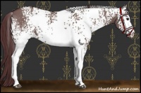 Horse Color:White Spotted Chocolate Grullo 
