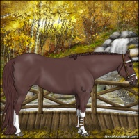 Horse Color:Chocolate Black 