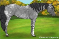 Horse Color:Blue Ice Roan  and Blue Ice Roan 