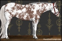 Horse Color:Chocolate Silver Black Sabino 