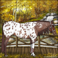 Horse Color:Chocolate Brown Roan Appaloosa 