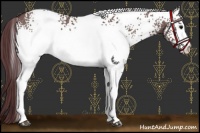Horse Color:White Spotted Chocolate Grullo 