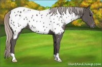 Horse Color:Silver Black Appaloosa