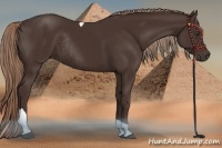Horse Color:Liver Chestnut Tobiano Rabicano 