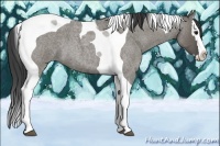 Horse Color:Smoky Grullo Roan Splash Tobiano 