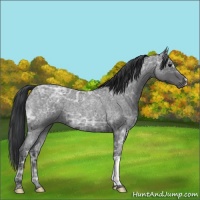 Horse Color:Blue Ice Roan  and Blue Ice Roan 
