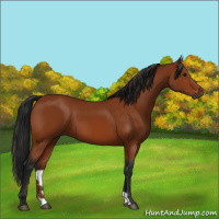 Horse Color:Gray Bay 