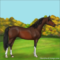 Horse Color:Gray Bay 