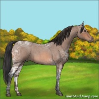 Horse Color:Bay Ice Roan 