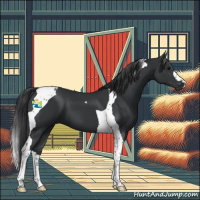 Horse Color:Black Tobiano 