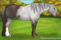 Horse Color:Liver Red Roan 