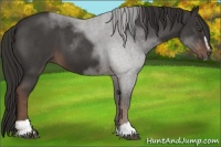 Horse Color:Liver Red Roan Sabino 