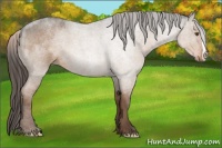 Horse Color:Liver Red Dun Roan 
