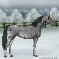 Horse Color:Blue Ice Roan and Blue Ice Roan Appaloosa