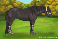 Horse Color:Smoky Black and Smoky Black