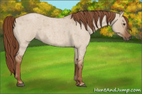 Horse Color:Red Dun Roan 