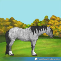 Horse Color:Blue Ice Roan  and Blue Ice Roan 