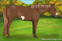 Horse Color:Gray Chestnut Frame