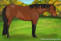 Horse Color:Gray Bay 