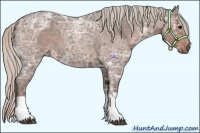 Horse Color:Silver Blue Ice Roan  and Silver Blue Ice Roan 