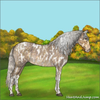 Horse Color:White Spotted Silver Smoky Grullo Roan  and Silver Blue Roan Tobiano Appaloosa 