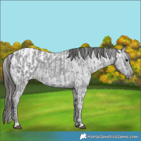 Horse Color:Blue Ice Roan and Blue Ice Roan Appaloosa