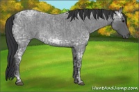 Horse Color:Blue Ice Roan  and Blue Ice Roan 