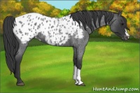 Horse Color:Blue Roan Appaloosa 