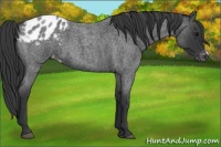 Horse Color:Blue Roan Appaloosa 