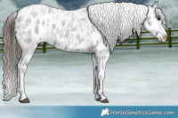 Horse Color:Blue Ice Roan Appaloosa and Gray Blue Ice Roan Appaloosa
