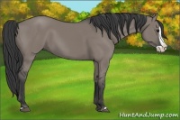 Horse Color:Grullo Splash 
