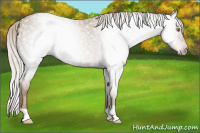 Horse Color:Gray Silver Classic Champagne Roan Rabicano 