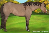 Horse Color:Liver Red Dun Sabino 
