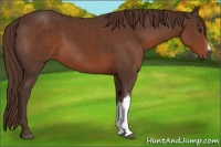 Horse Color:Liver Chestnut 
