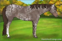 Horse Color:Liver Chestnut Ice