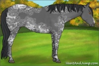 Horse Color:Black Ice 