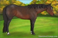 Horse Color:Liver Chestnut Sabino 