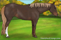 Horse Color:Liver Chestnut 