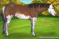 Horse Color:Bay  and Bay Splash 