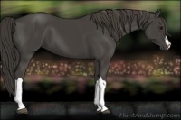Horse Color:Smoky Black 