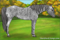 Horse Color:Blue Ice Roan  and Blue Ice Roan Appaloosa 
