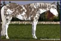 Horse Color:Chocolate Palomino Sabino 