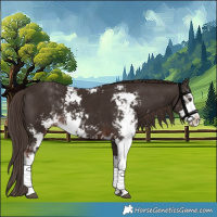 Horse Color:Liver Chestnut Sabino 