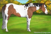 Horse Color:Bay Splash Tobiano 