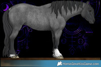 Horse Color:Blue Roan Rabicano 