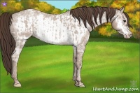 Horse Color:Classic Champagne Ice Roan  and Classic Champagne Ice Roan Frame 